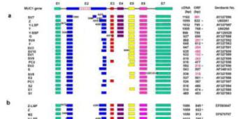 Tumor Immunology 